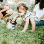 A playful toddler interacts with their cat on a patch of green grass, while seated parents observe in the background.