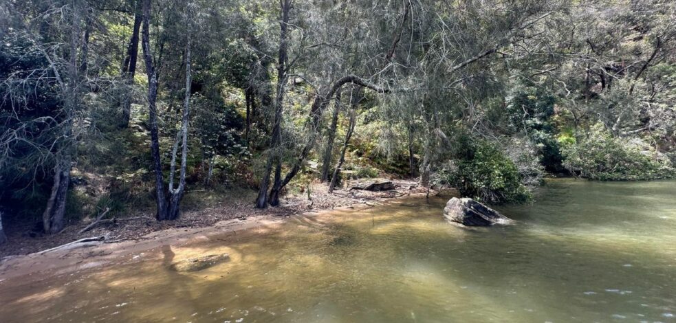 Dappled sun shines through Australian flora onto a river bank.